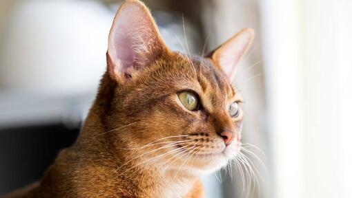 Абіссінська кішка дивиться у вікно