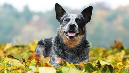 Australian Cattle Dog lying on the grass with leaves