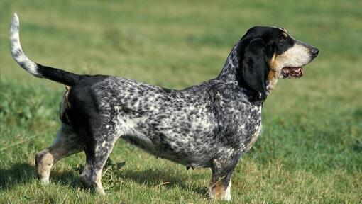 Basset Bleu De Gascogne in the field