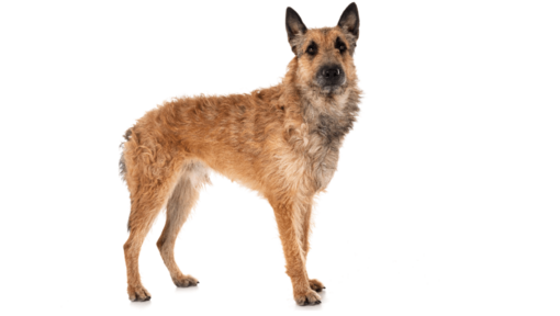 Belgian Shepherd Dog Laekenois standing