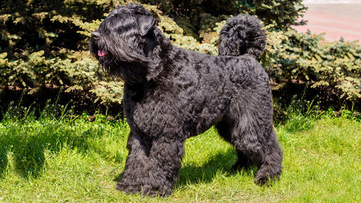 Bouvier Des Flandres standing on the grass