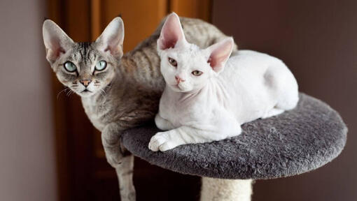 Два коти девон-рекс разом дрімають