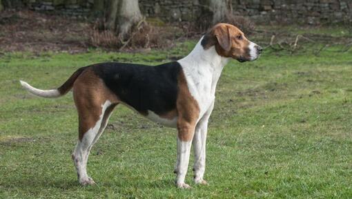 Foxhound standing on the grass