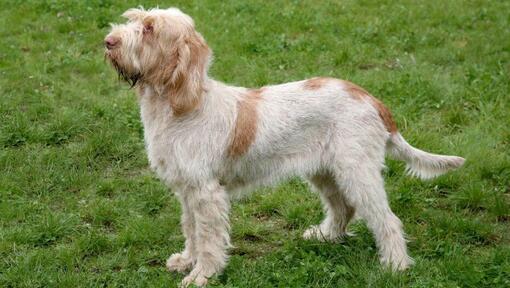 Italian Spinone standing on the grass