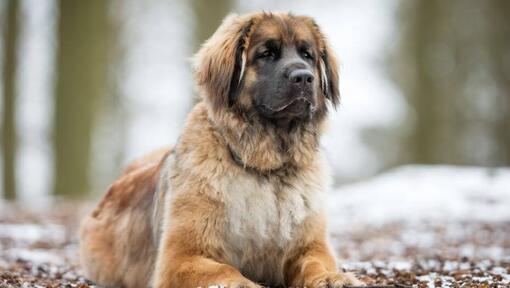 Leonberger is lying near a snowy forest