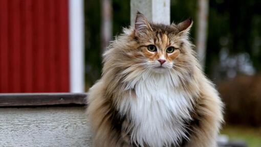 Норвезька лісова кішка стоїть у дворі