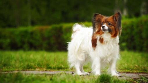 Papillon is standing in the park on a warm spring morning