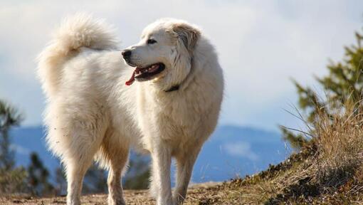 Pyrenean Mountain Dog is walking near the mountain