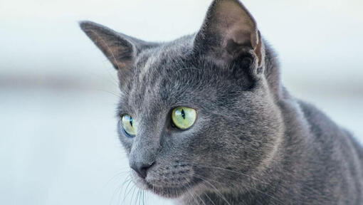 Російська блакитна кішка дивиться на когось