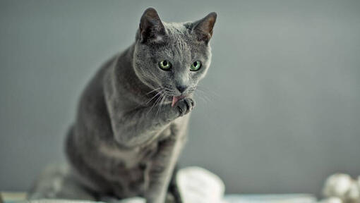 Російська блакитна кішка миє лапи