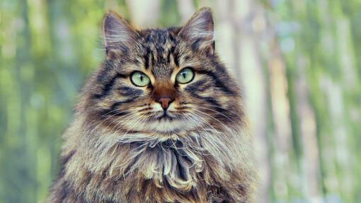 Сибірська лісова кішка стоїть біля дерева