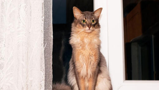 Somali cat is standing near to window