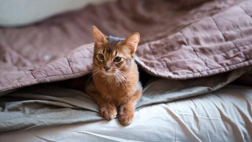 Somali cat is lying under a blanket