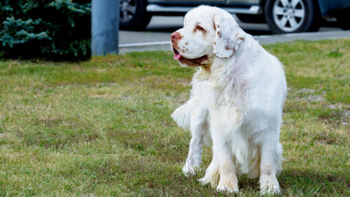 light colored spaniel standing on the grass