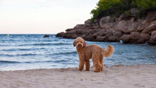 Собака стоїть на березі моря
