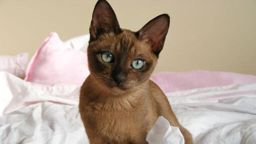 Tonkinese cat is sitting on bed