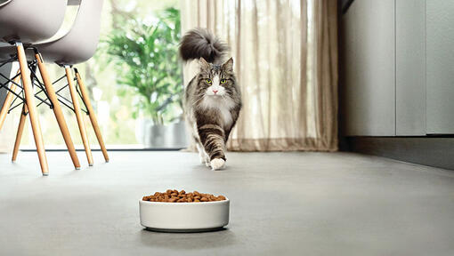 кішка наближається до миски з кормом на сучасній кухні