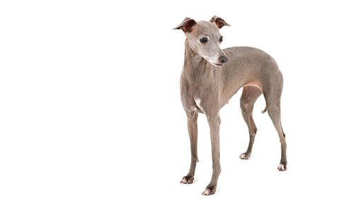 Italian Greyhound Desktop