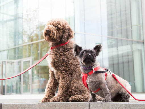 Two dogs sitting outside an office building