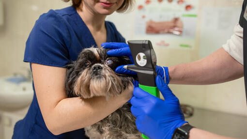Dog with glaucoma vet`s check