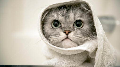 Grey kitten wrapped in a towel
