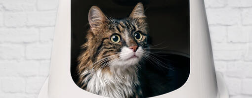 Cat sitting in a closed litter box