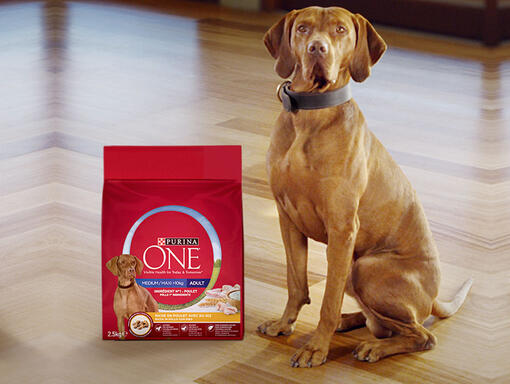 PURINA ONE Hero Image