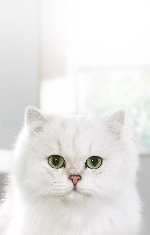 Біла кішка дивиться у камеру