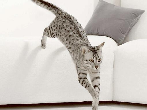 Кіт стрибає з дивана
