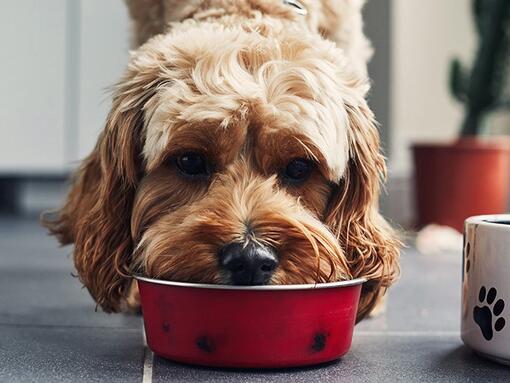Собака їсть їжу з червоної миски