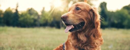 Рудий собака дивиться в сторону
