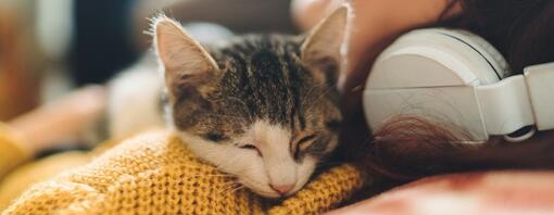 Кіт спить на плечі дівчини