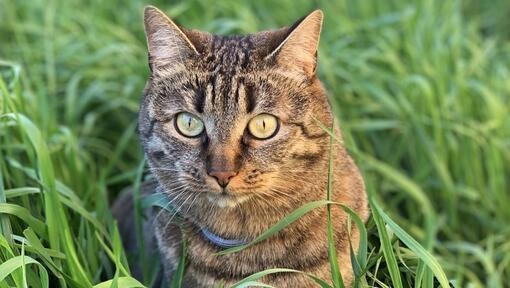 Кіт у траві