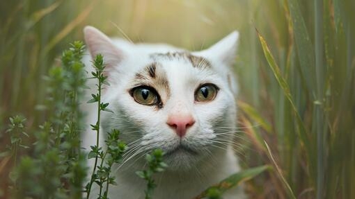 Білий кіт у траві