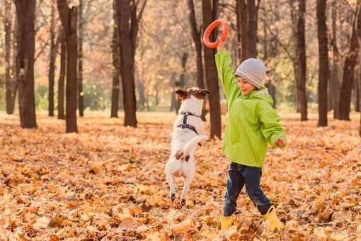 Цуценя стрибає біля дитини