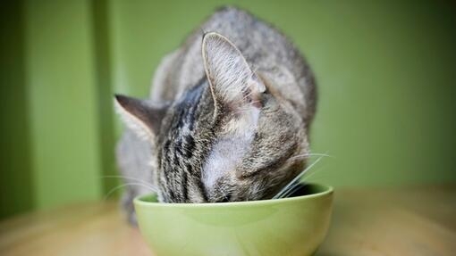 Кіт їсть з зеленої миски