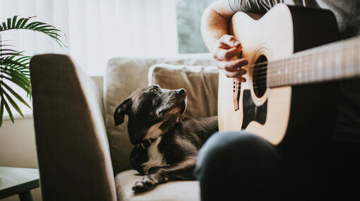 Собака біля чоловіка з гітарою