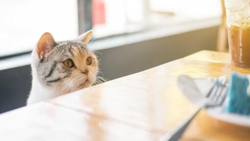 кіт заглядає на стіл