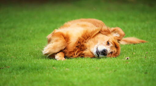Рудий собака лежить на траві
