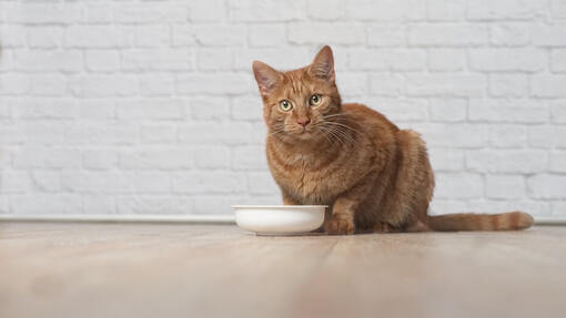 Рудий кіт сидить біля стіни поруч з мискою
