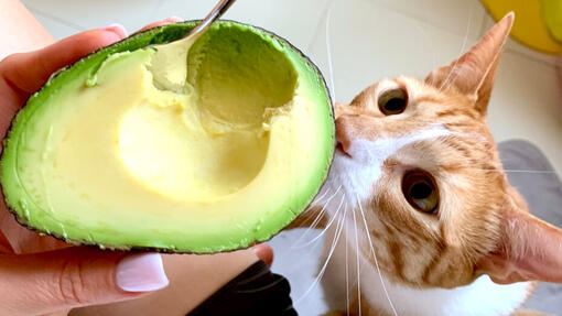 Кіт нюхає авокадо