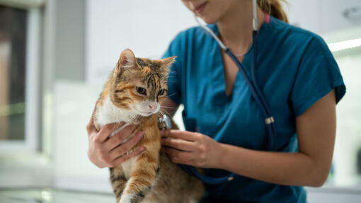 Ветеринар оглядає полосатого кота