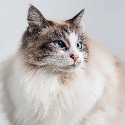 Регдол: інформація про породу | Purina UA