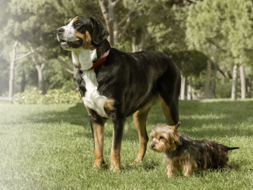 Purina One для собак усіх порід та розмірів