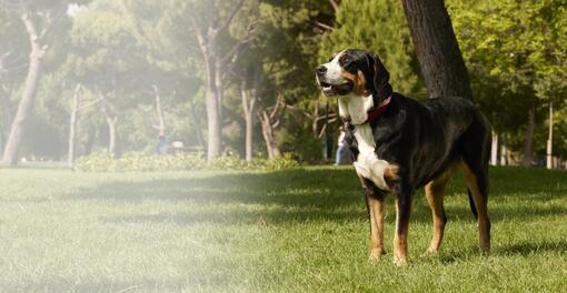 PURINA ONE® MEDIUM/MAXI