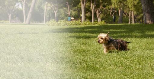 PURINA ONE® MINI/SMALL