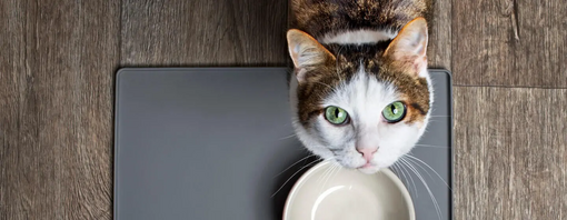 Кіт стоїть біля миски і дивиться на гору