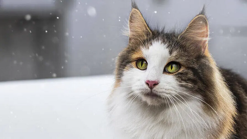 Пухнастий кіт із яскравими очима