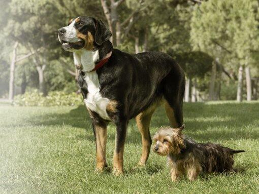 Purina One для собак усіх порід та розмірів