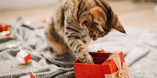 Кіт лапою досліджує вміст подарункової коробки